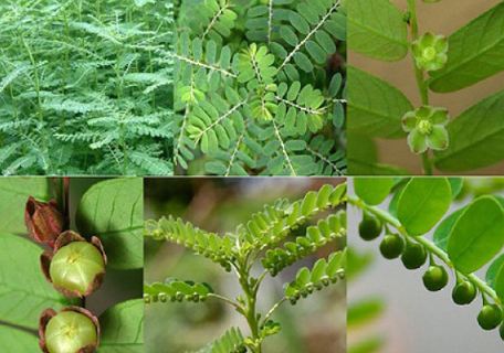 C&acirc;y ch&oacute; đẻ c&oacute; thể đẩy l&ugrave;i nguy hiểm từ bệnh Vi&ecirc;m gan si&ecirc;u vi B